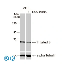 Frizzled 9 antibody [HL1675]